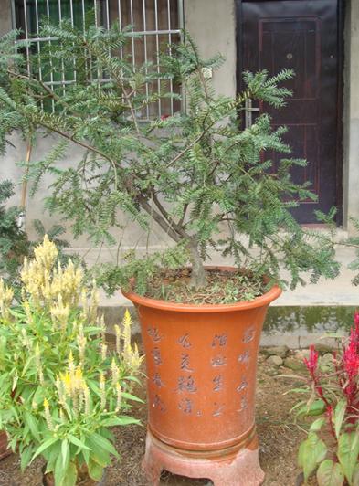 Torreya grandis seeds  Chinese torreya seeds